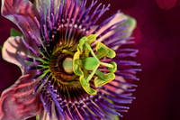 passionflower pink background painting