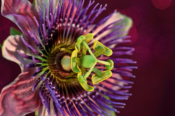 passionflower pink background painting