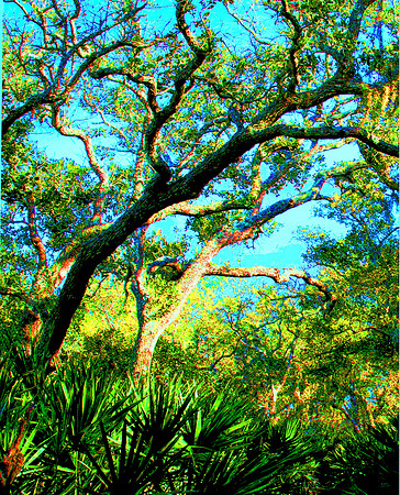 scrub oaks