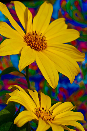 yellow daisies with colorful background