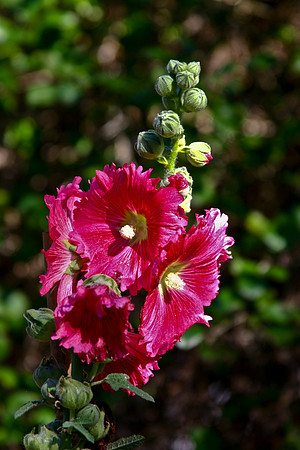 holly hocks