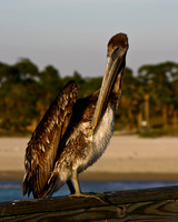 pelican on pier