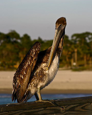 pelican on pier