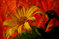 daisy with orange background copy