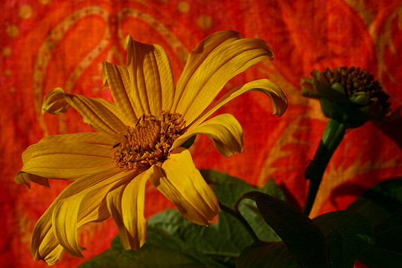 daisy with orange background copy