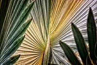 bismarkia palm