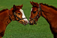 nose to nose babies se