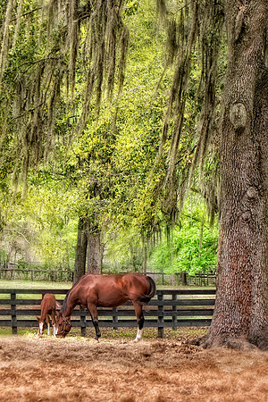 horses under tree cropped copy