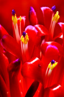 bromeliad close-up 2 se