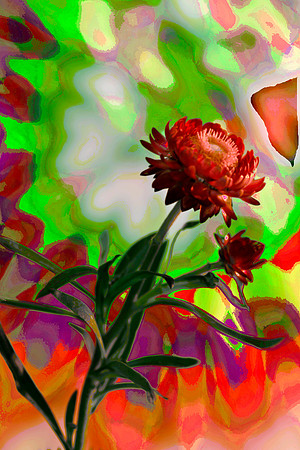 straw flowers se