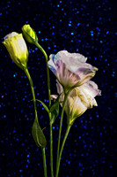 043