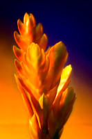 orange bromeliad