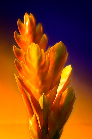 orange bromeliad