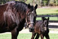 mama with black baby