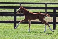 chestnut baby running