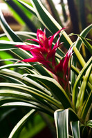 bromeliad_2