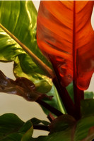 red philodendron se painting
