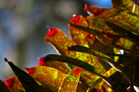bromeliad with light 2