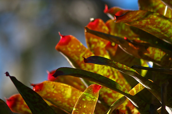 bromeliad with light 2