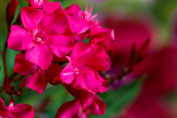 oleander