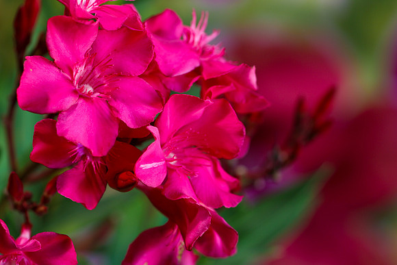 oleander