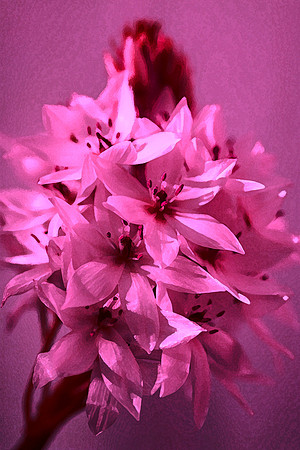 star of b close -up