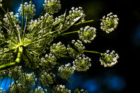 small white flowers 2