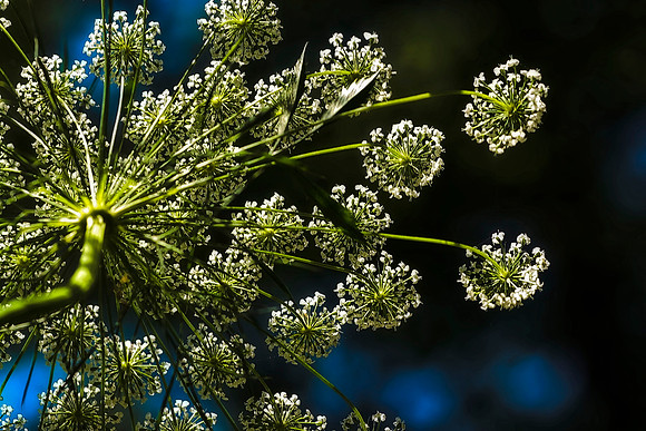 small white flowers 2
