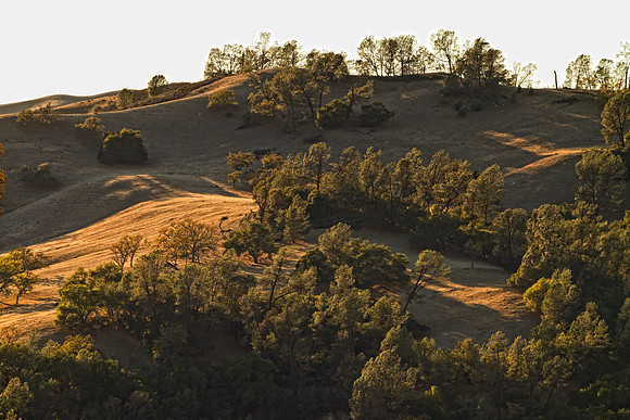 golden hills with trees