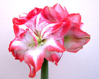 red amaryallis 1