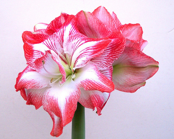 red amaryallis 1