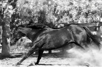 timmy with dust b and w