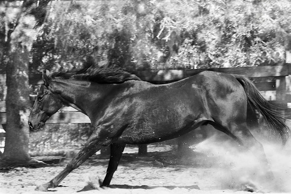 timmy with dust b and w