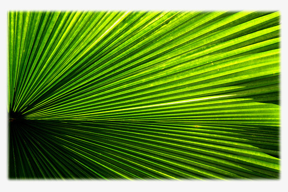 palm leaf