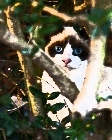 blue eyes special effects