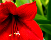 red amaryallis close up