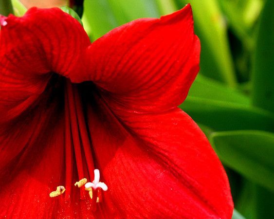red amaryallis close up