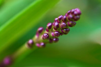 purple orchid bud