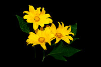 three daisies 2