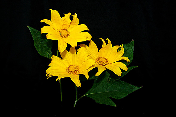 three daisies 2