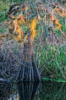 cypress with moss