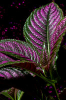 strobe plant