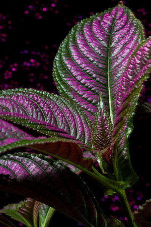 strobe plant