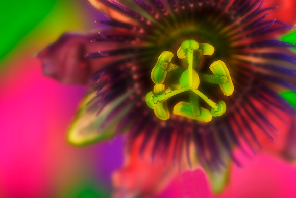soft passionflower se