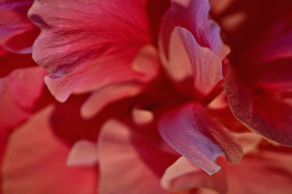 double pink h close up se