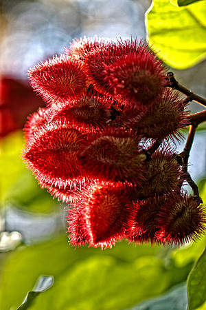 lipstick tree