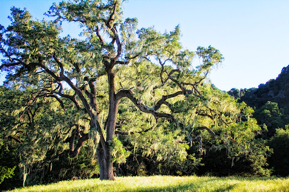 oak tree se