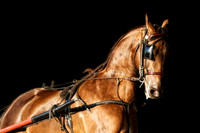 horse photography