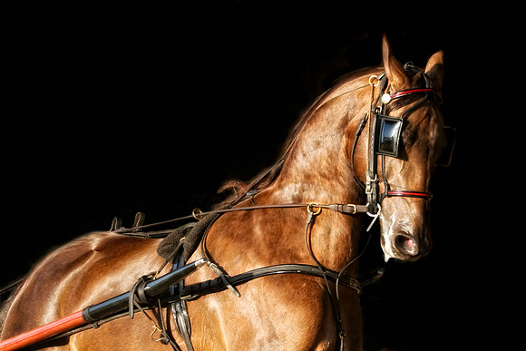 horse photography