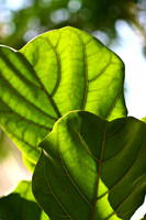 fiddle leaf fig